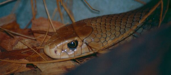 Cobra-marrom (foto de arquivo) - Sputnik Brasil