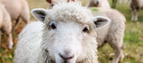 Ovelhas no campo - Sputnik Brasil