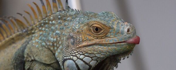 Iguana - Sputnik Brasil