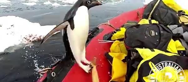 Pinguim aborda barco - Sputnik Brasil