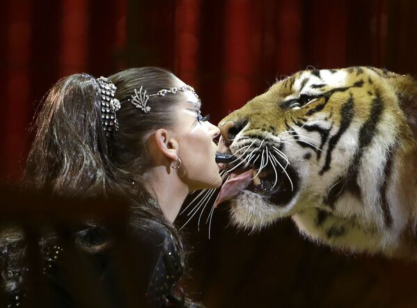 Show de Carmen Zander junto com um tigre durante o 42º Festival Internacional de Circo no Mônaco - Sputnik Brasil