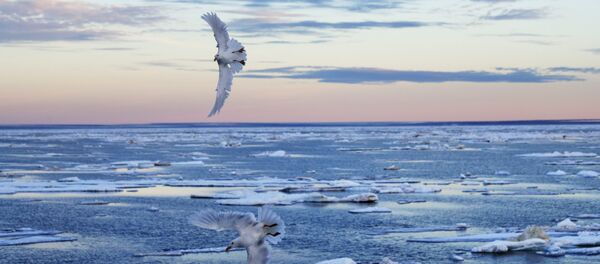 Pássaros voando na região do arquipélago Ártico Canadense - Sputnik Brasil