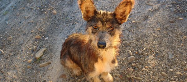 Um cachorro, imagem referencial - Sputnik Brasil