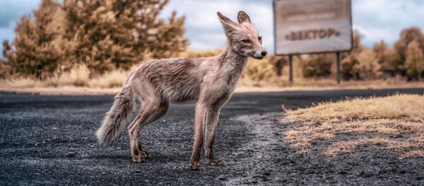 Semyon, mendigo amigável local a quem os turistas dão de comer - Sputnik Brasil
