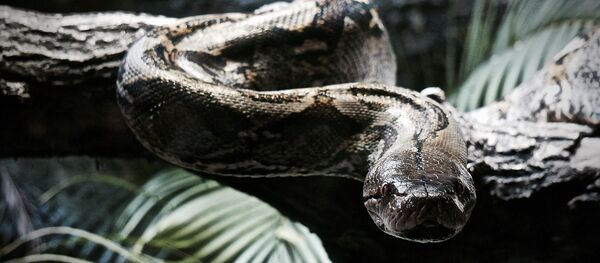 Píton - Sputnik Brasil