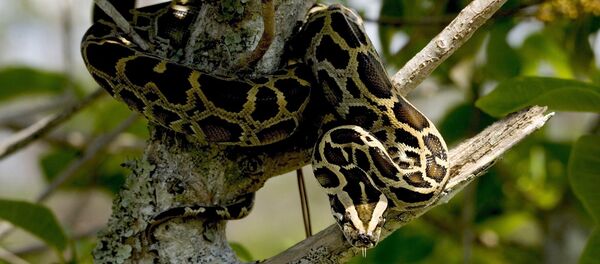 A cobra pitão (foto de arquivo) A cobra pitão (foto de arquivo) - Sputnik Brasil