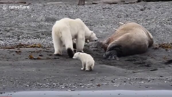 Ursos polares fogem após acordarem morsa no Polo Norte - Sputnik Brasil
