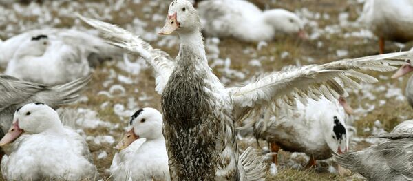 Patos em uma fazenda a 10 quilômetros de uma área infectada no sudoeste da França (imagem referencial) - Sputnik Brasil
