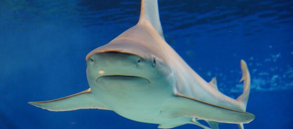 Tubarão-cabeça-chata - Sputnik Brasil