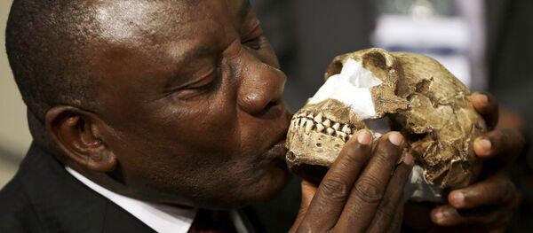 South Africa Deputy President Cyril Ramaphosa, kisses a reconstruction of Homo naledi's face during a news conference at Maropeng Cradle of Humankind World Heritage Site in Magaliesburg, South Africa, Thursday, Sept. 10, 2015 - Sputnik Brasil