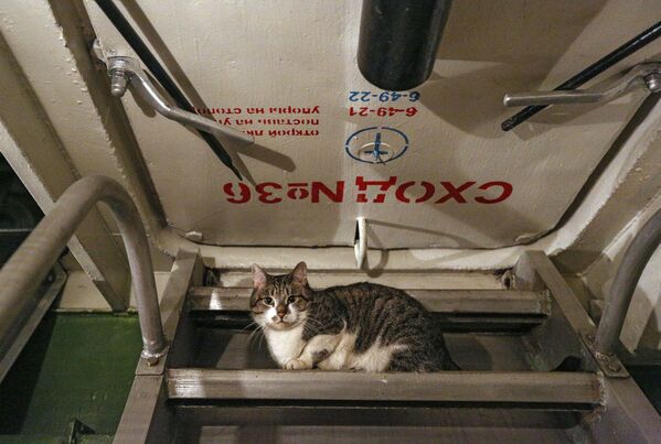 Um gato a bordo do Admiral Kuznetsov - Sputnik Brasil