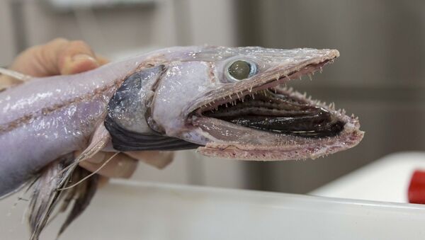 Peixe-lagarta capturado por expedição científica perto da Austrália - Sputnik Brasil