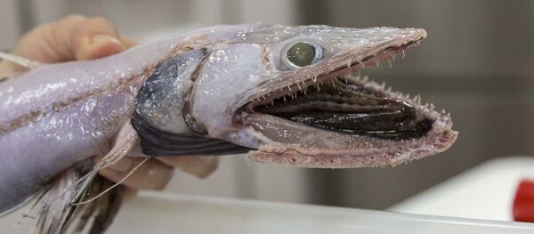 Peixe-lagarta capturado pela expedição científica perto da Austrália - Sputnik Brasil