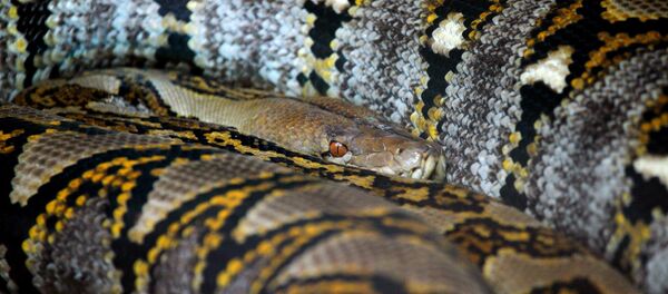 Píton - Sputnik Brasil