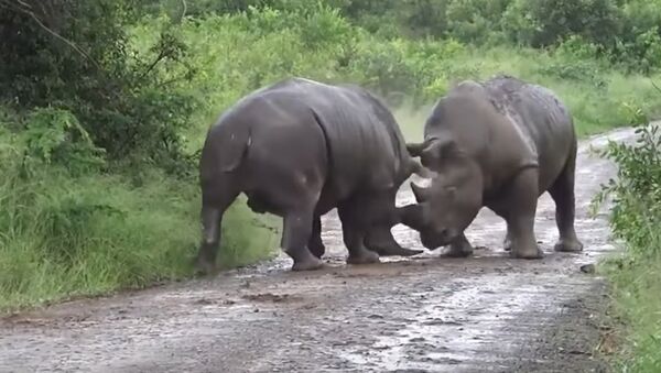 Luta de rinocerontes no parque Hluhluwe–Imfolozi, na África do Sul - Sputnik Brasil