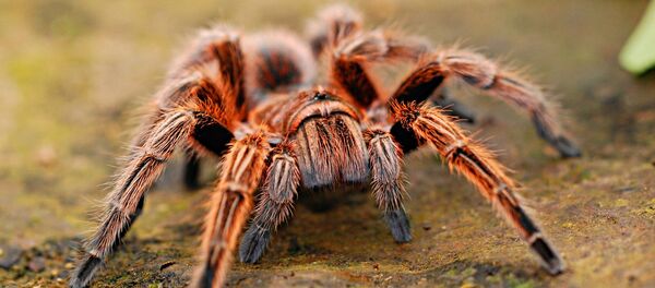 Aranha (imagem referencial) - Sputnik Brasil