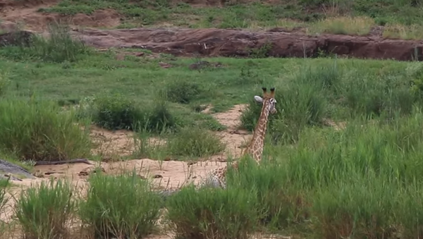 Batalha entre girafa e crocodilo tem fim inesperado - Sputnik Brasil