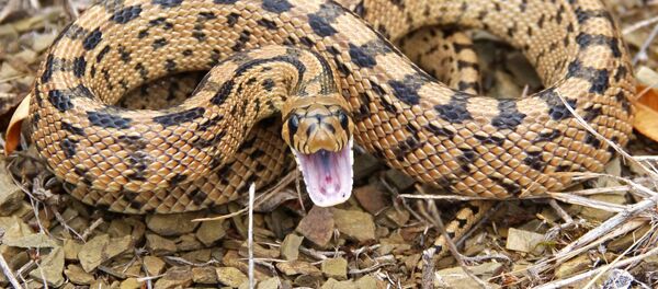 Cobra de boca aberta Cobra de boca aberta - Sputnik Brasil