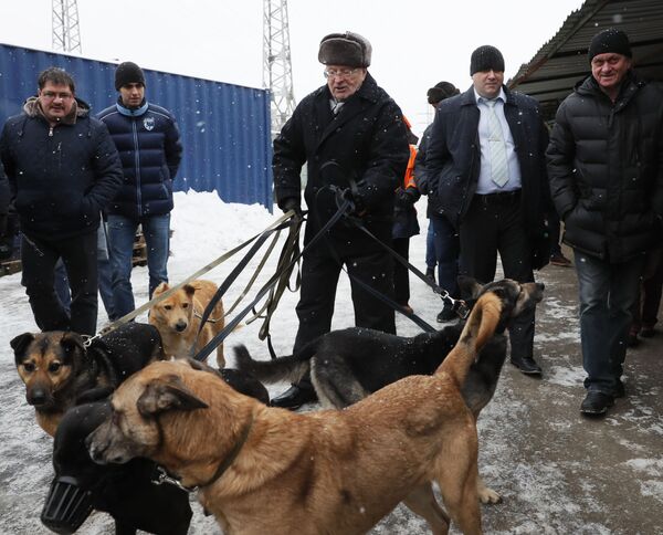 Líder do Partido Liberal Democrata, Vladimir Zhirinovsky, visita asilo para cachorros sem teto em Moscou - Sputnik Brasil