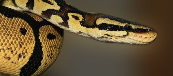 Píton (foto referencial) - Sputnik Brasil