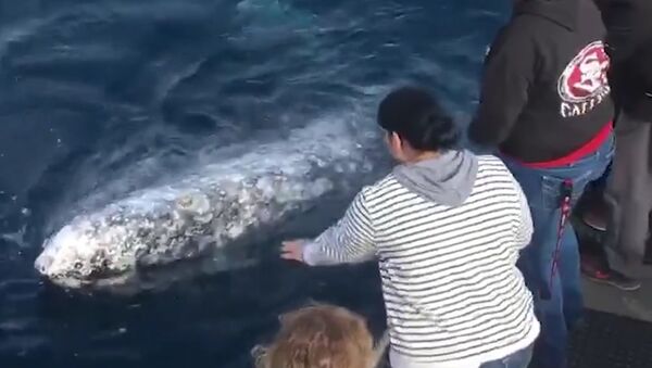 Turistas arriscam vida e liberdade para tirar selfie com baleia - Sputnik Brasil