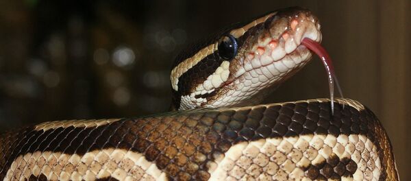 Píton (imagem ilustrativa) - Sputnik Brasil