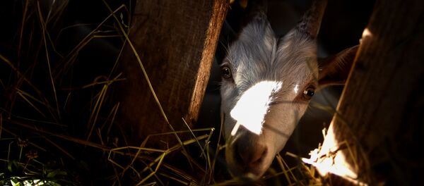 Cabra em uma fazenda de produção de leite e queijo na região da cidade russa de Dmitrov - Sputnik Brasil