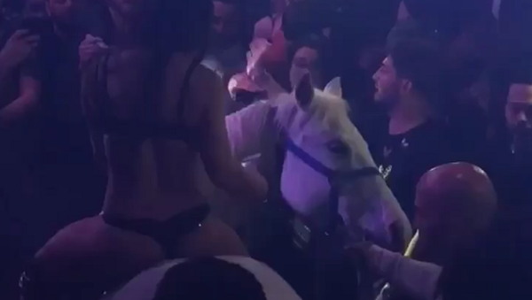 Mulher seminua sobre cavalo no clube noturno em Miami - Sputnik Brasil
