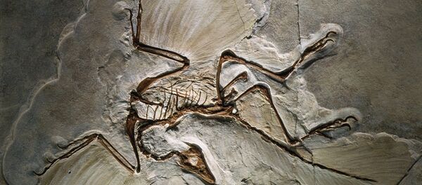 Fóssil do Archaeopteryx, encontrado no sul da Alemanha - Sputnik Brasil