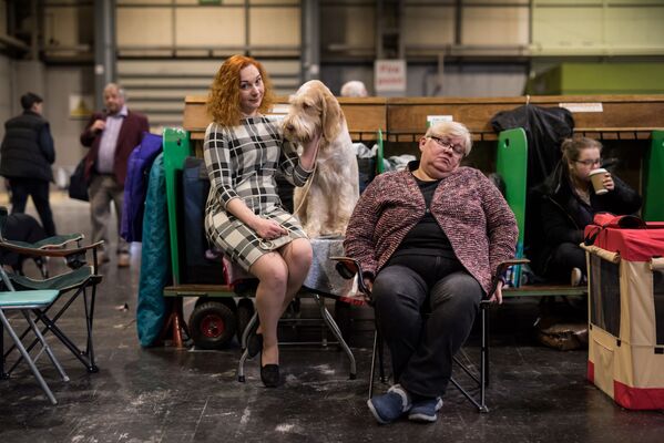 Exposição de cachorros Crufts Dog Show em Birmingham, Reino Unido - Sputnik Brasil