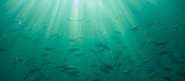 Peixes debaixo de água, imagem ilustrativa - Sputnik Brasil