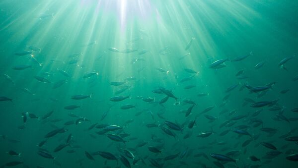 Peixes debaixo de água, imagem ilustrativa - Sputnik Brasil
