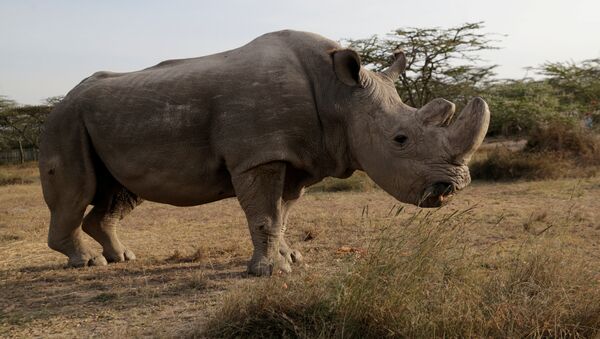 Sudan, último macho de rinoceronte-branco do norte (foto de arquivo) - Sputnik Brasil