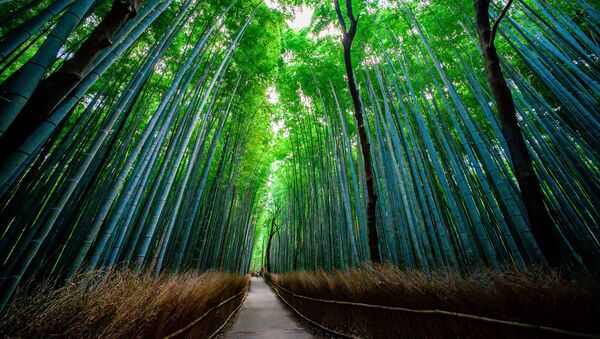 Floresta Sagano de Bamboo fica na cidade japonesa de Quioto. Visitantes afirmam que o som que a floresta emite é um pouco parecido com música, produzindo um efeito calmante e envolvendo com uma sensação de harmonia - Sputnik Brasil