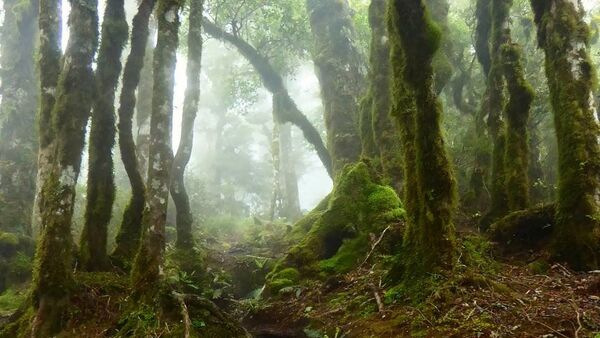 Na Nova Zelândia, conhecida por suas paisagens pitorescas, fica a chamada floresta de Goblins. Os troncos e ramos das árvores na floresta são cobertos por musgo e líquen - Sputnik Brasil