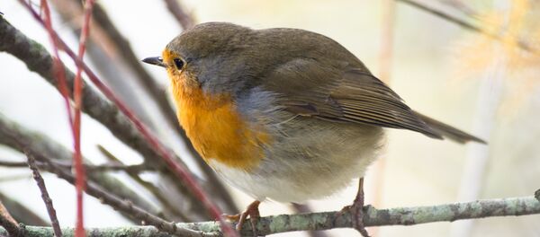 Uma ave Uma ave - Sputnik Brasil