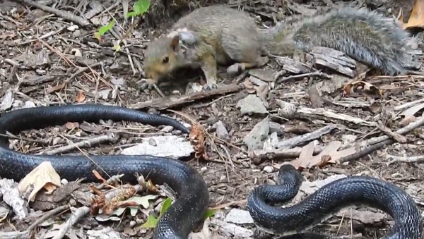 Batalha entre serpente e esquilo: quem sai vencedor? - Sputnik Brasil