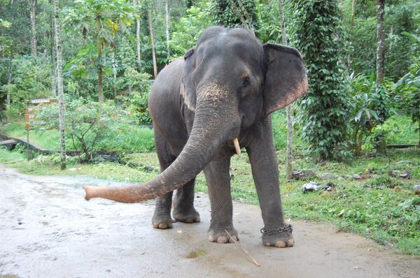 Elefante se assusta com cavalo e corre desenfreado machucando indianos - Sputnik Brasil