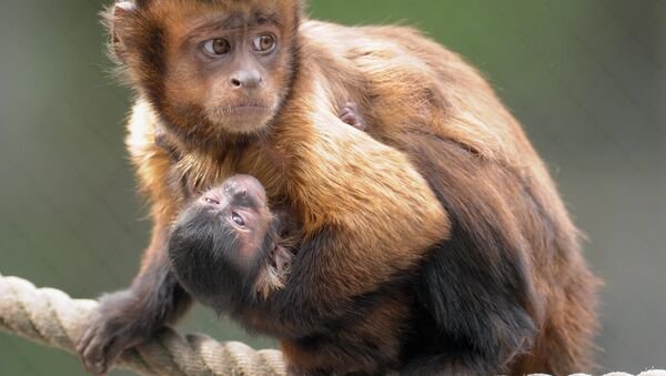 Macacos-prego (imagem referencial) - Sputnik Brasil