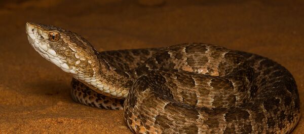 Cobra jararaca - Sputnik Brasil