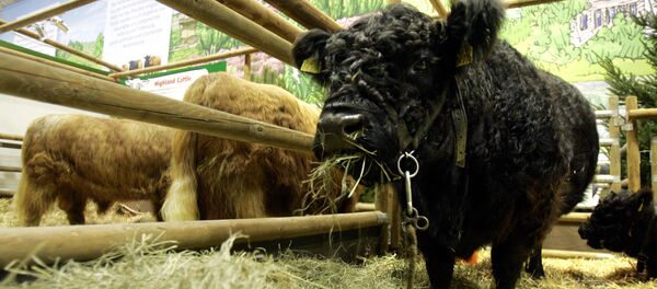 Uma vaca preta da raça Galloway se alimenta durante exibição na Semana Verde Internacional de Berlim, 13 de janeiro de 2006 - Sputnik Brasil