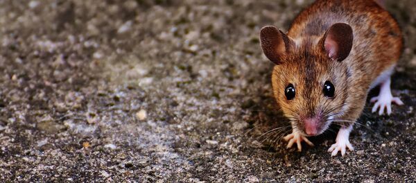 Rato (imagem ilustrativa) - Sputnik Brasil