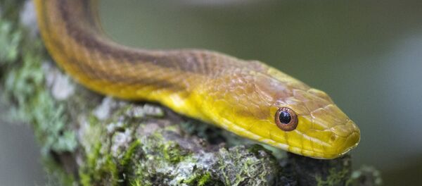 Cobra rato (imagem referencial) - Sputnik Brasil