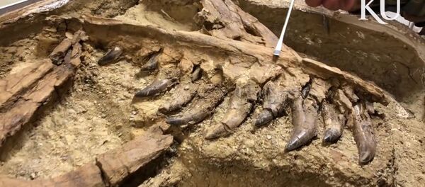 Restos de tiranossauro achados em Montana, nos EUA - Sputnik Brasil