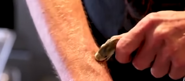 Experimento mortal: homem se deixa morder por cobra perigosíssima e sobrevive - Sputnik Brasil