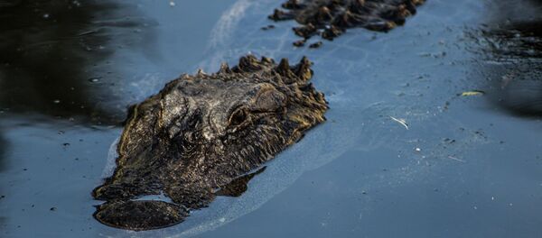 Jacaré, imagem referencial - Sputnik Brasil