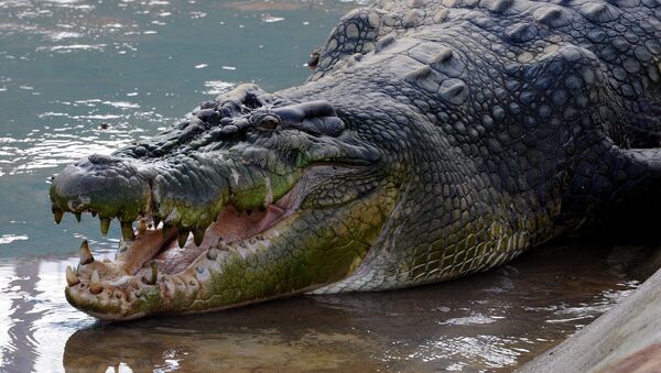 Crocodilo Lolong, capturado nas Filipinas em 2011 - Sputnik Brasil