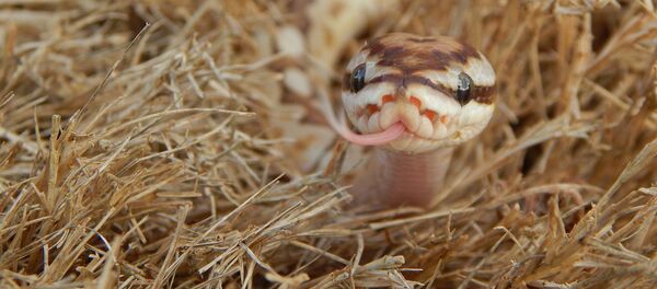 Uma serpente (imagem referencial) - Sputnik Brasil