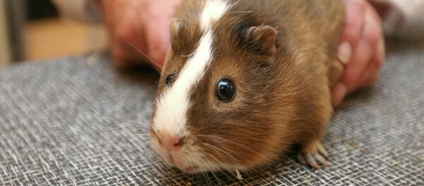 Porquinho-da-índia (imagem referencial) - Sputnik Brasil