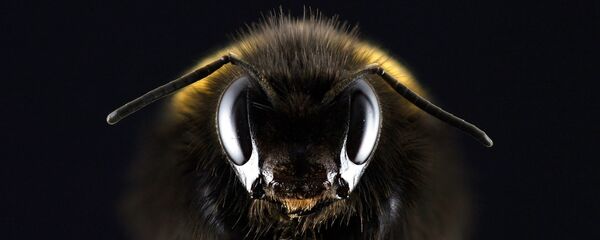 Abelha - Sputnik Brasil